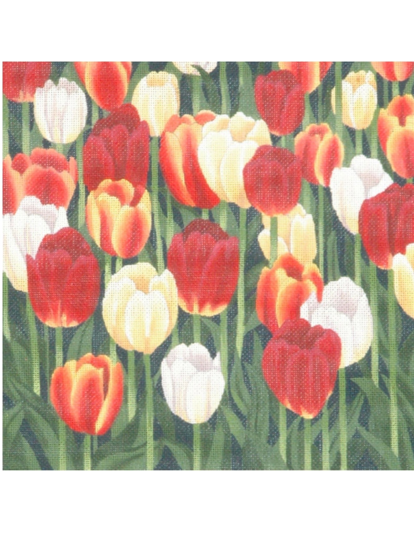 Tulips by Liz Goodrick-Dillon