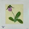 Pink Lady's Slipper on 18