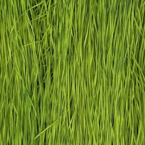 Straw Silk Spanish Lime 0469