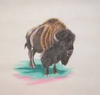 Buffallo by Colors of Praise